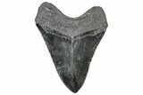 Serrated, Fossil Megalodon Tooth - South Carolina #306294-1